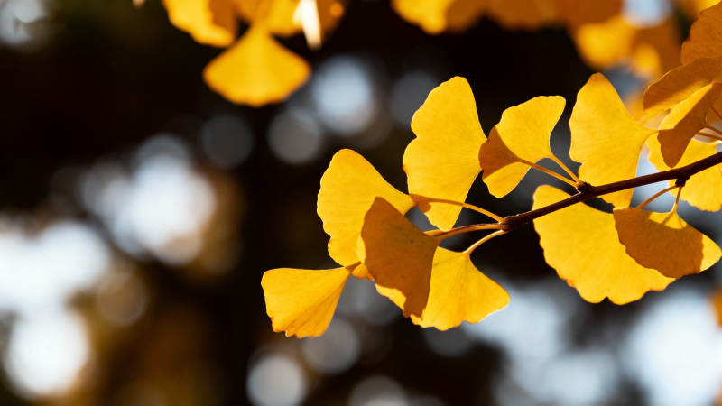 金秋银杏叶图片