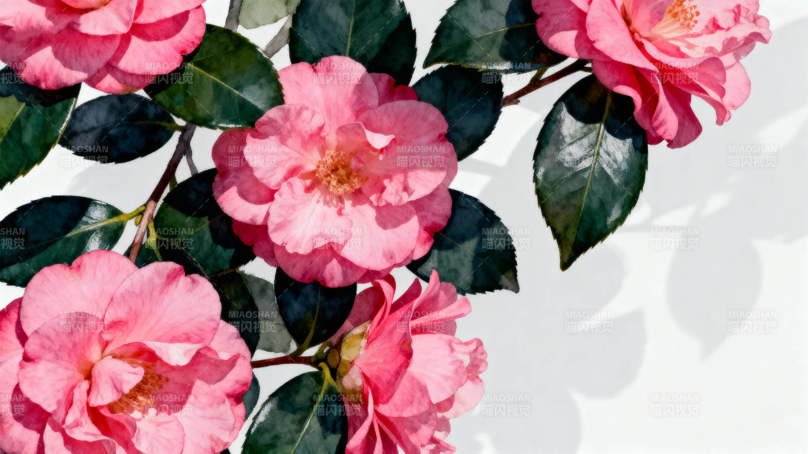 粉红玫瑰绽放枝头图片