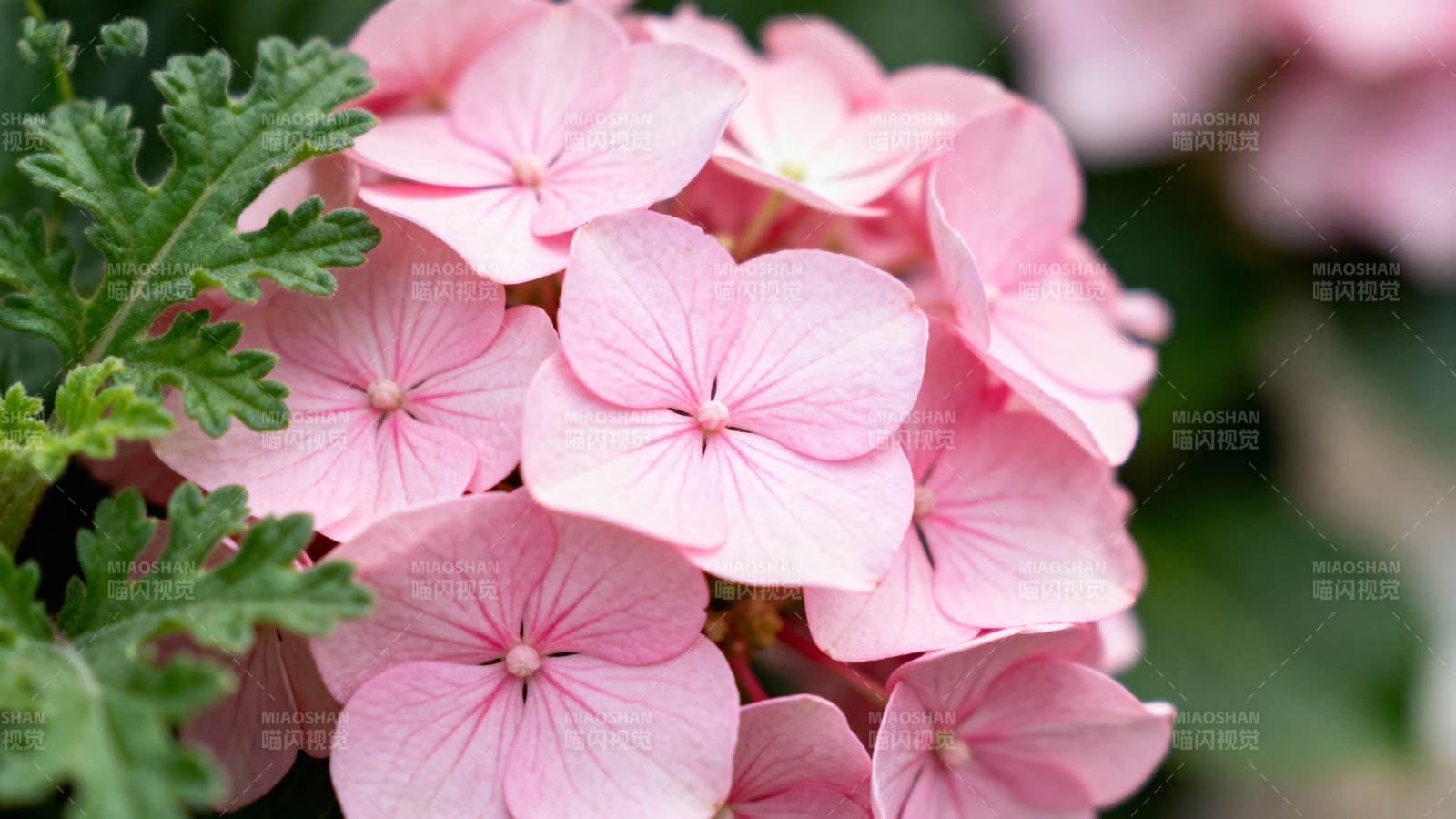 粉花绽放 绿叶相伴图片