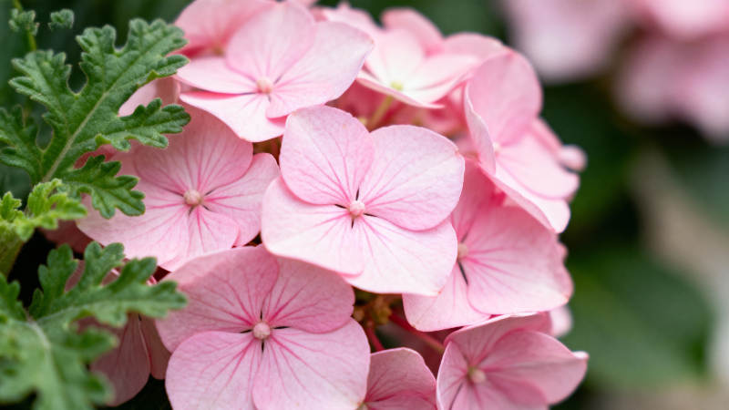 粉花绽放 绿叶相伴图片