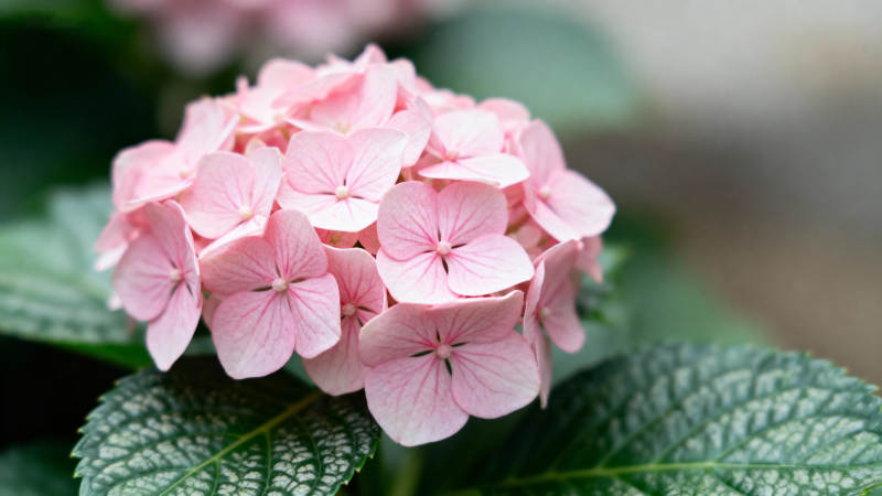 粉绣球花绽放图片