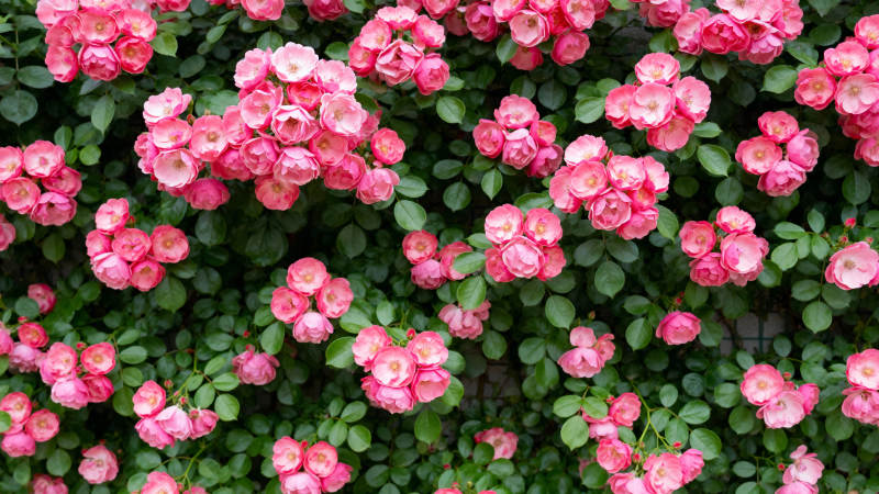 粉红玫瑰盛开图片