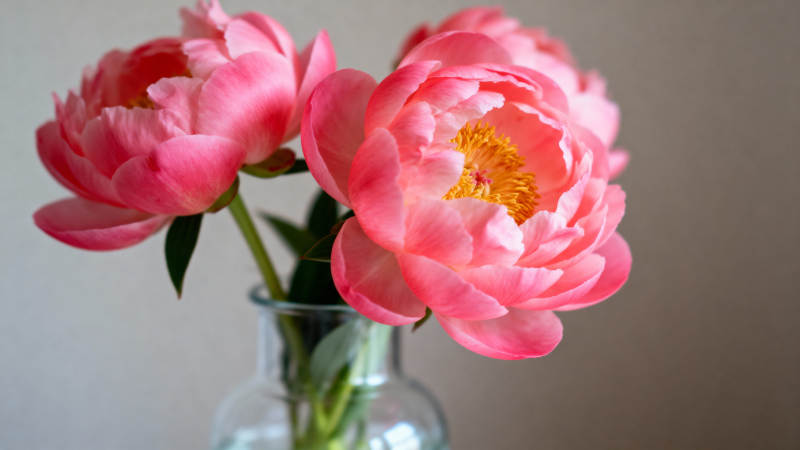 粉红牡丹绽放图片