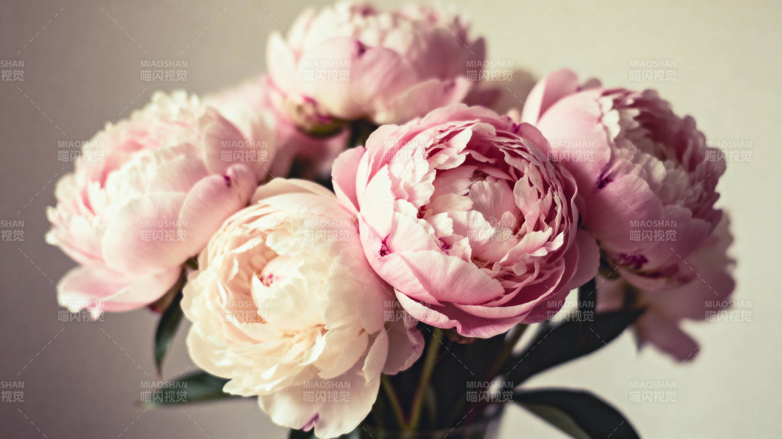 粉嫩牡丹绽放图片