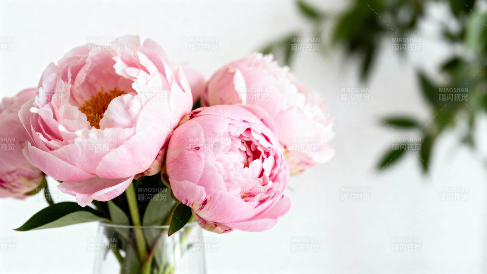 粉嫩牡丹花束图片