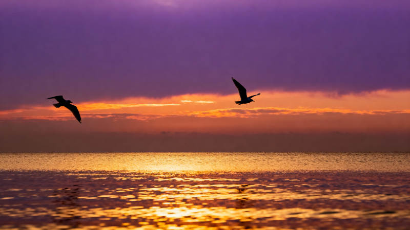 海天共色 鸟影翩跹图片