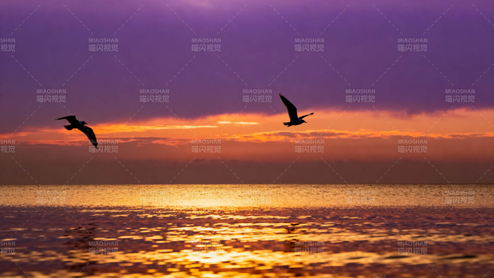 海天共色 鸟影翩跹图片