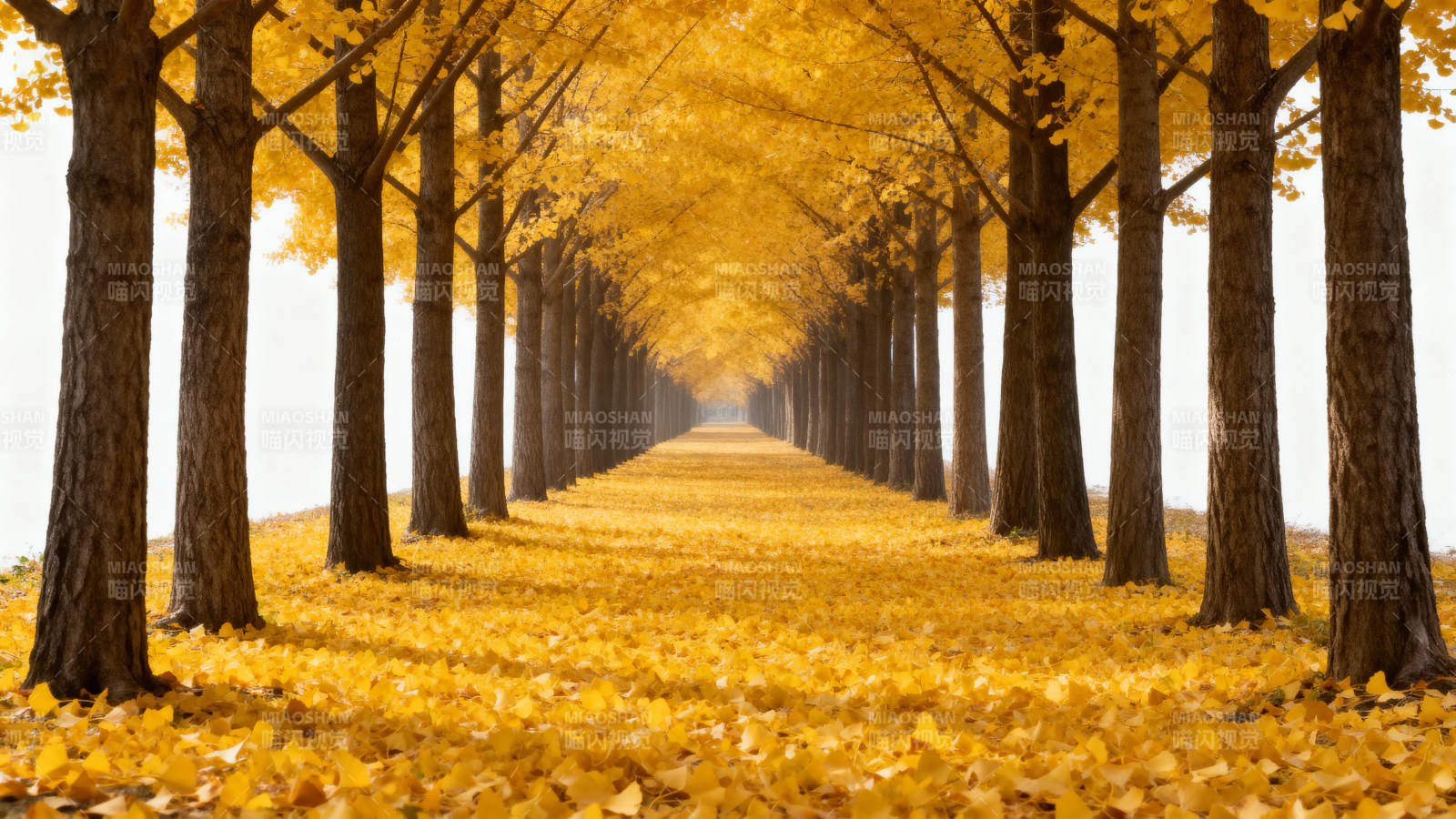 金秋林荫道图片