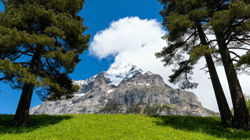 雪山绿野映蓝天图片