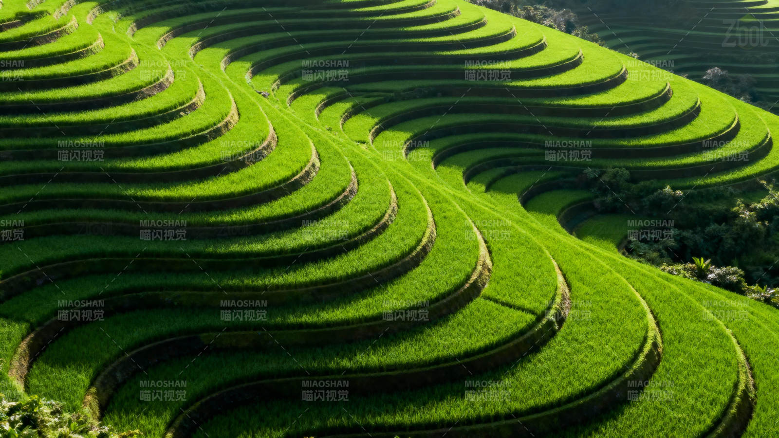 梯田绿浪图片