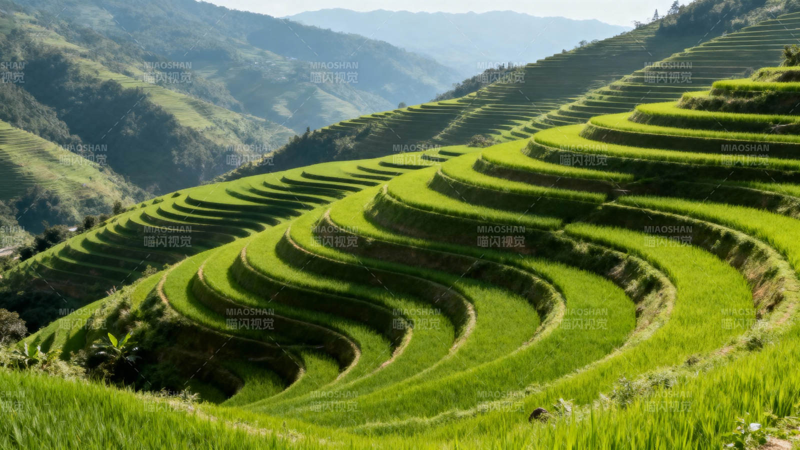 梯田风光图片