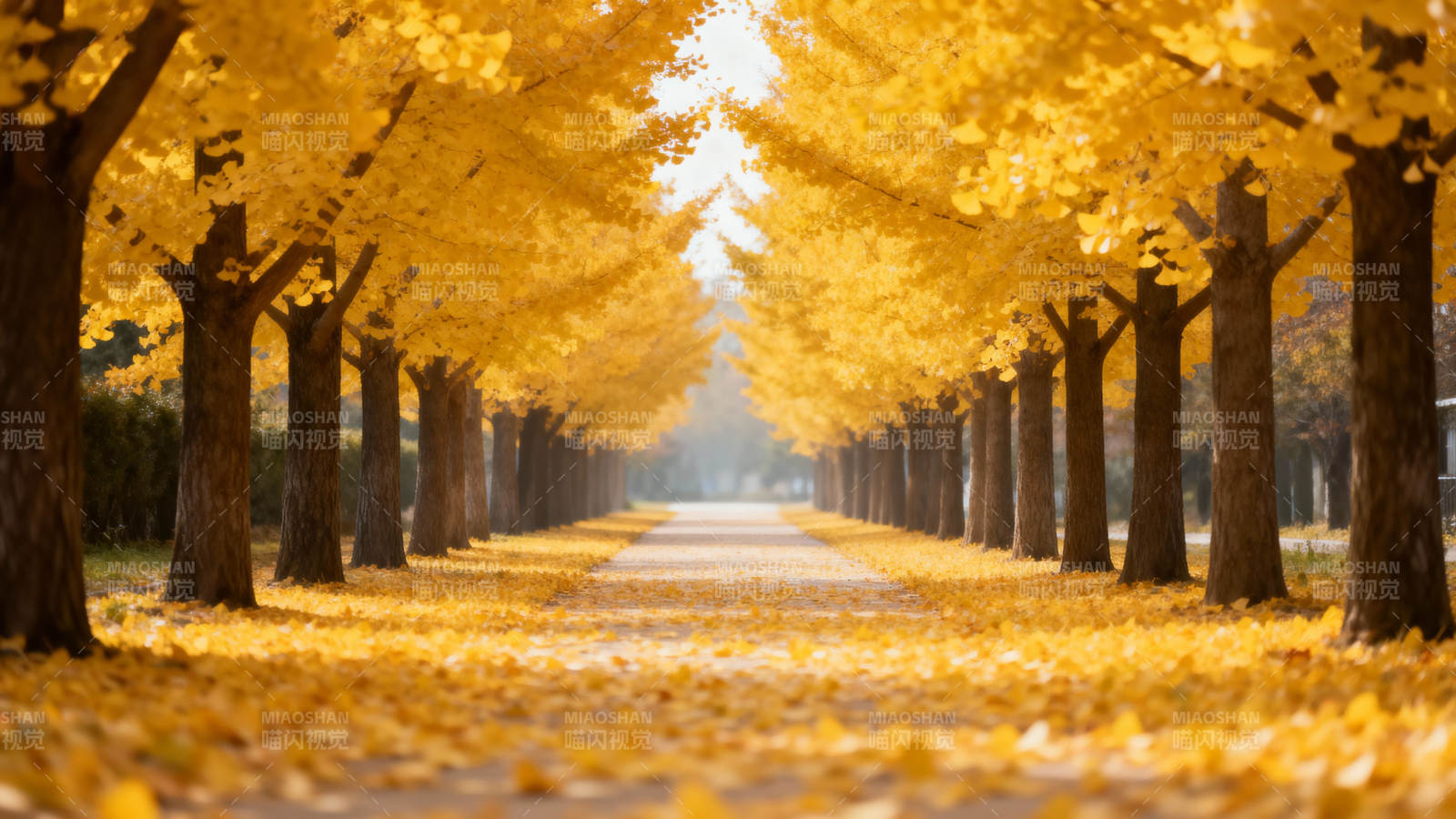 金秋大道图片
