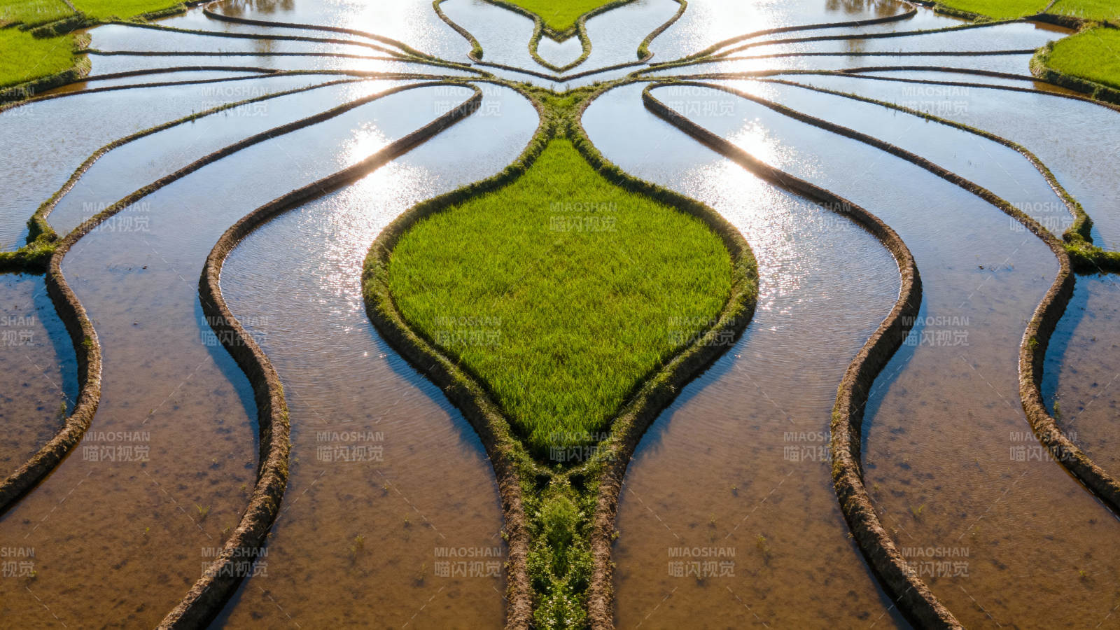 水田艺术图案图片