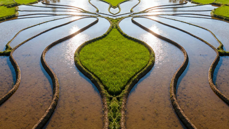 水田艺术图案图片