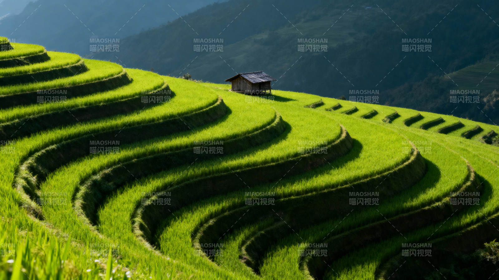 梯田绿浪图片