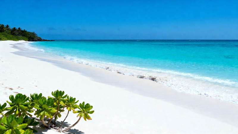 碧海白沙 绿植点缀图片