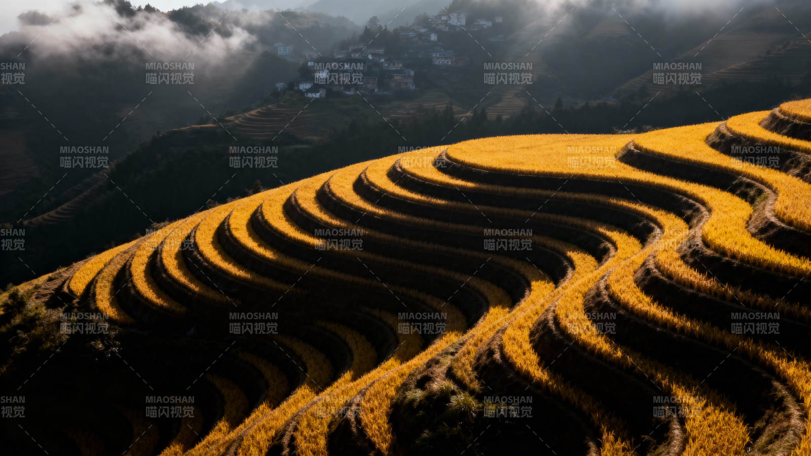梯田金浪图片