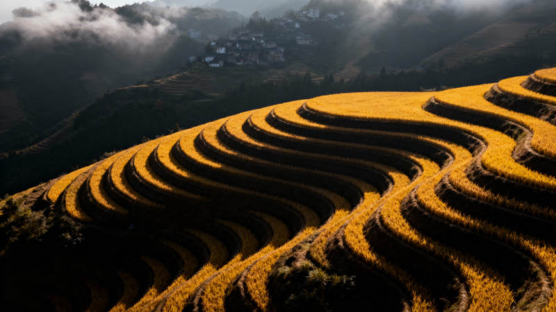 梯田金浪图片
