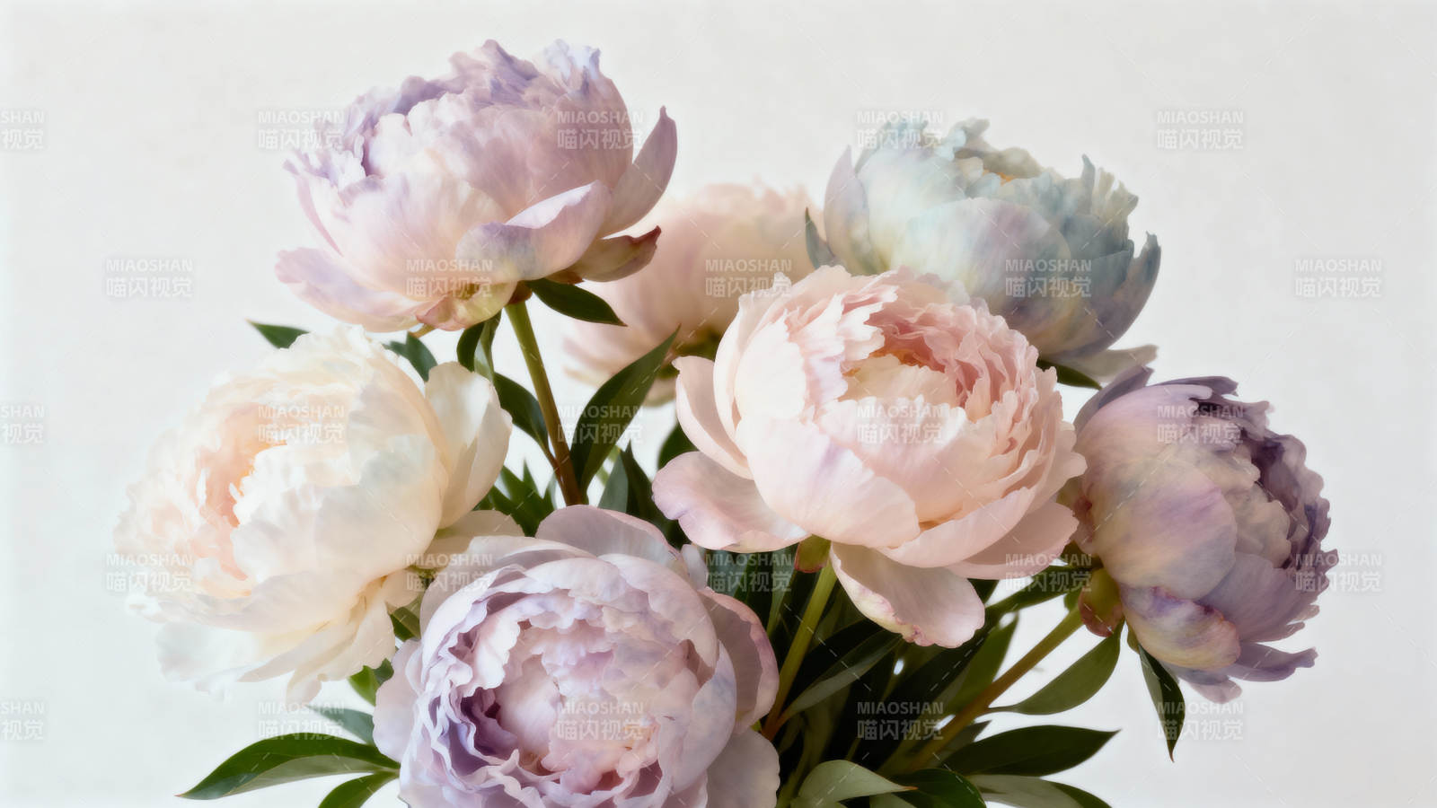 淡雅牡丹绽放图片