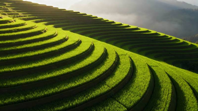 梯田绿波图片