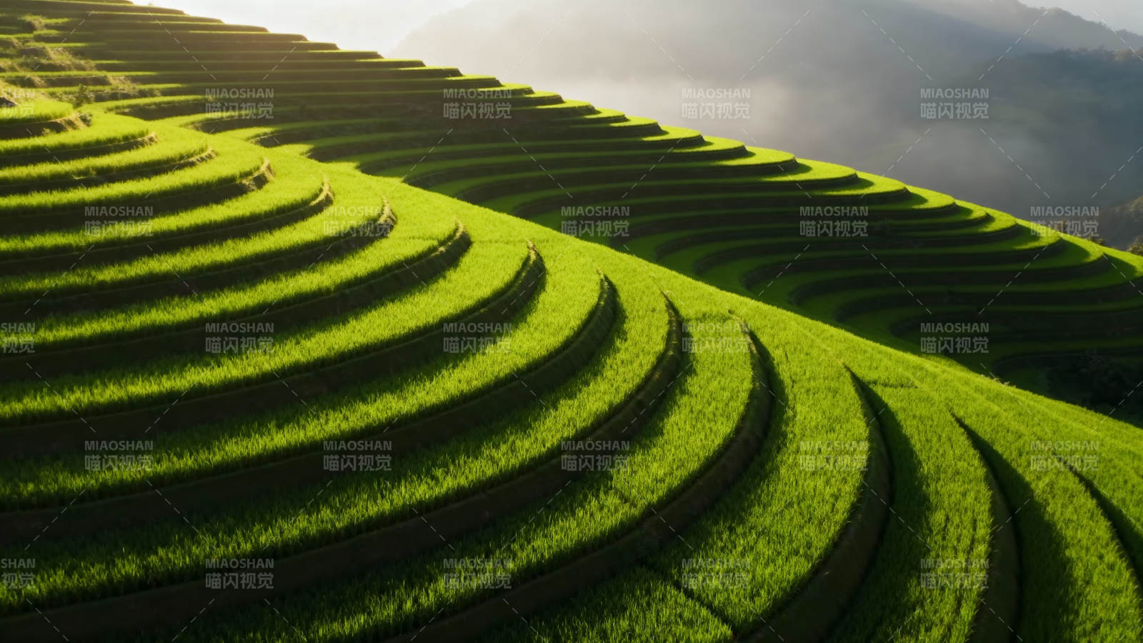 梯田绿波图片