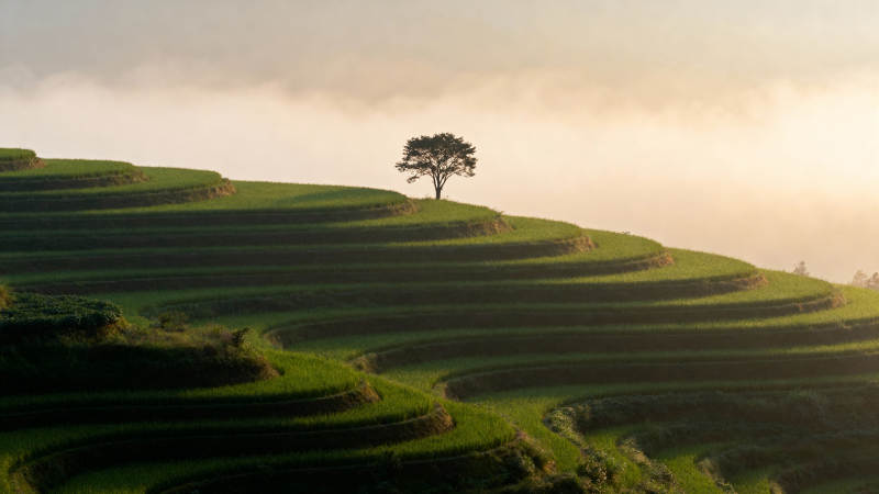 孤树梯田晨雾图片