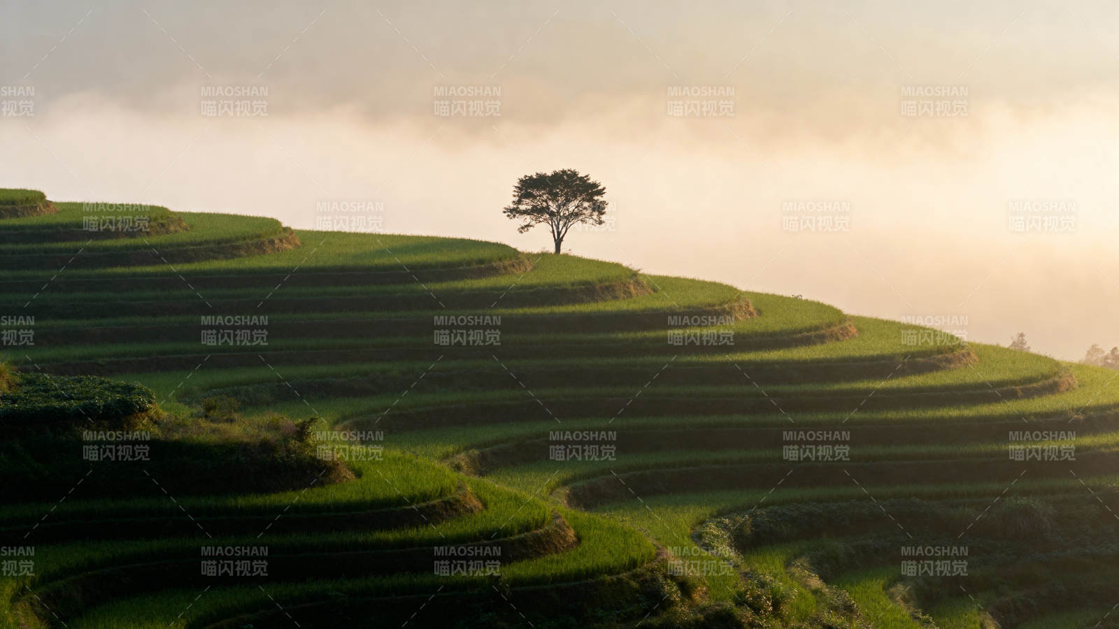 孤树梯田晨雾图片