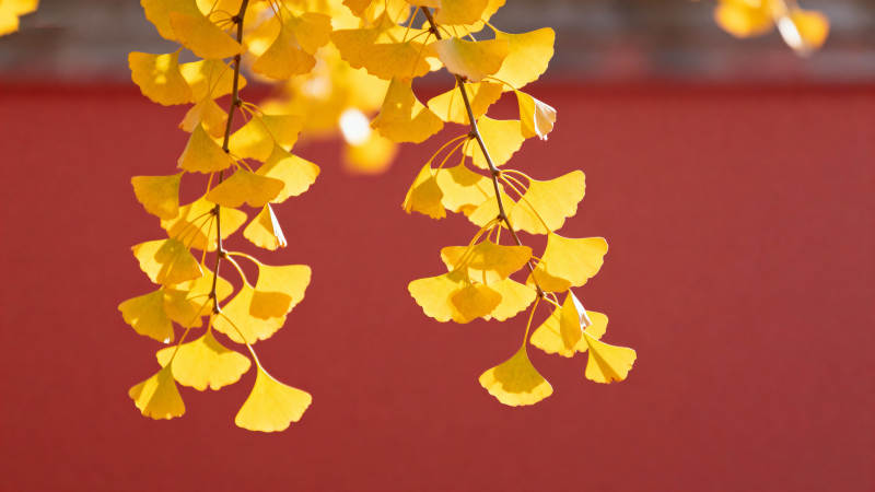 秋叶金黄垂枝图片