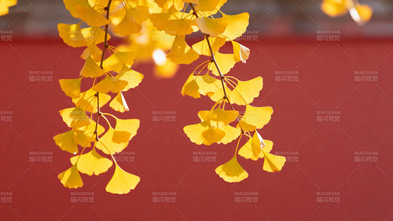 秋叶金黄垂枝图片