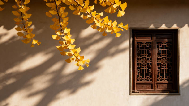 秋叶映窗影图片