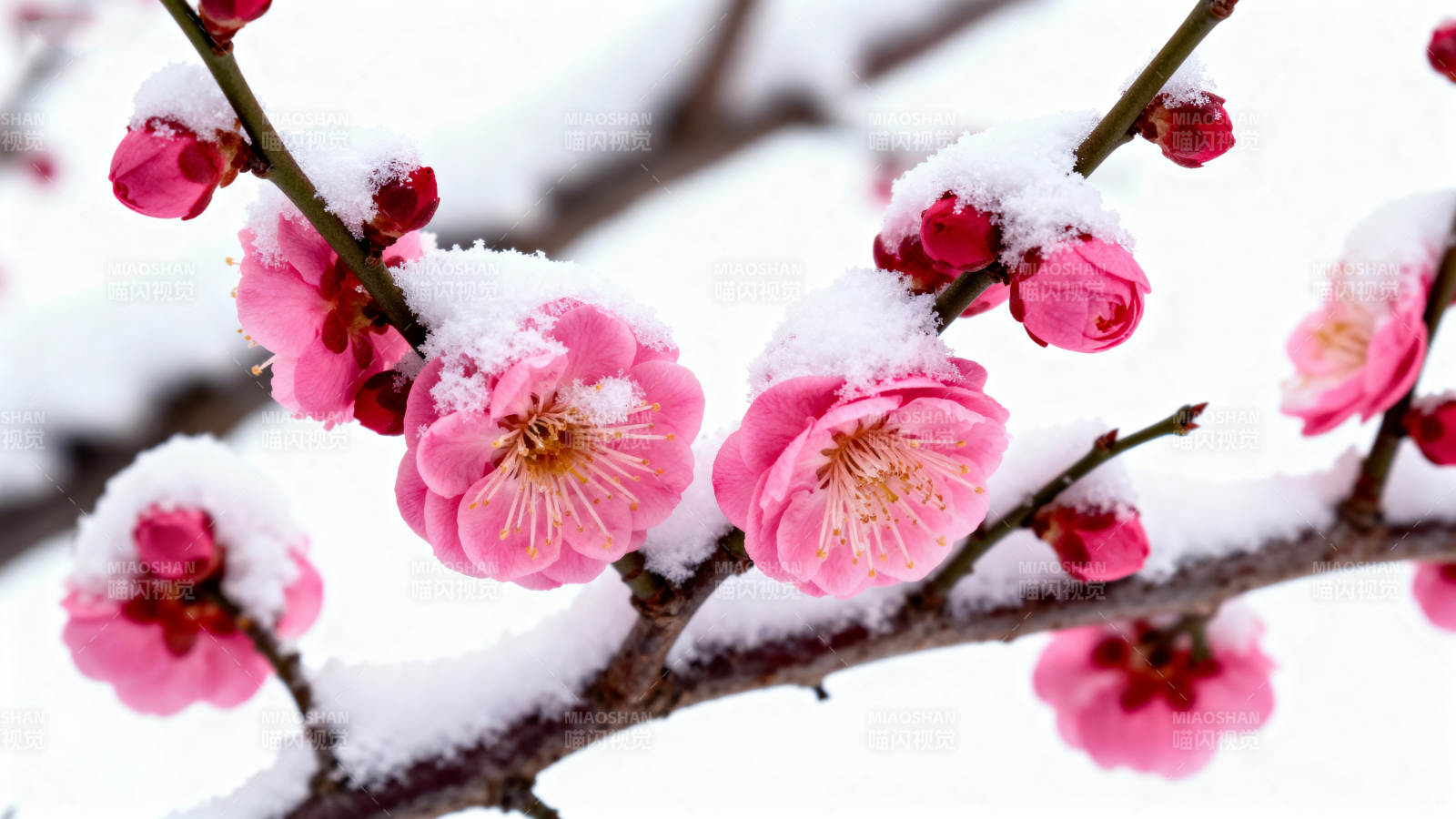 雪中梅花绽放图片