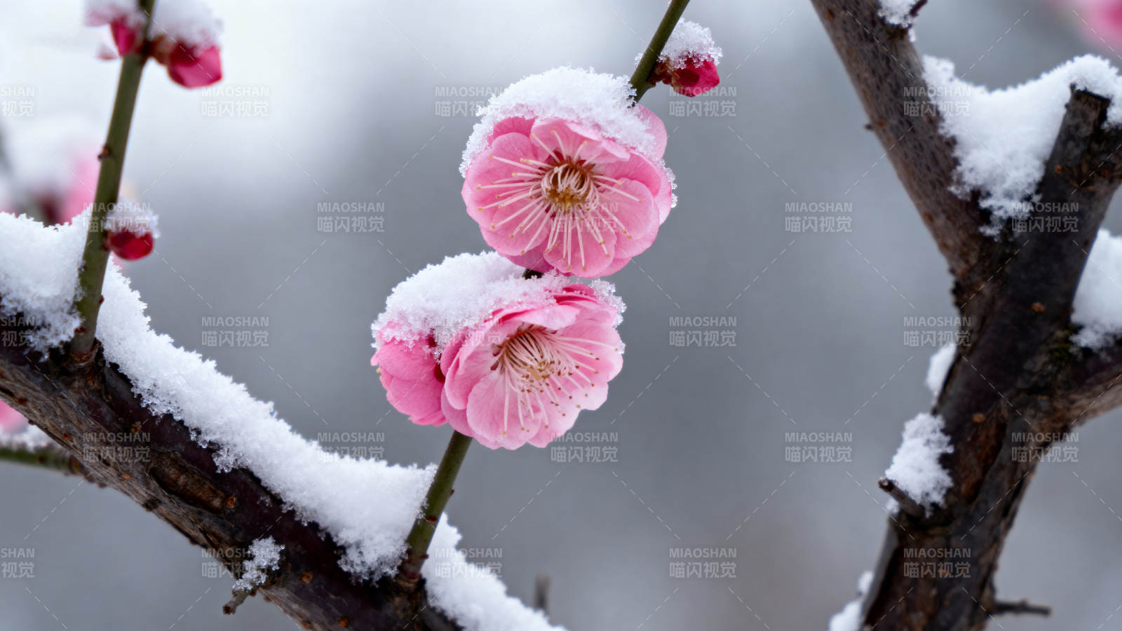 雪中梅花绽放图片