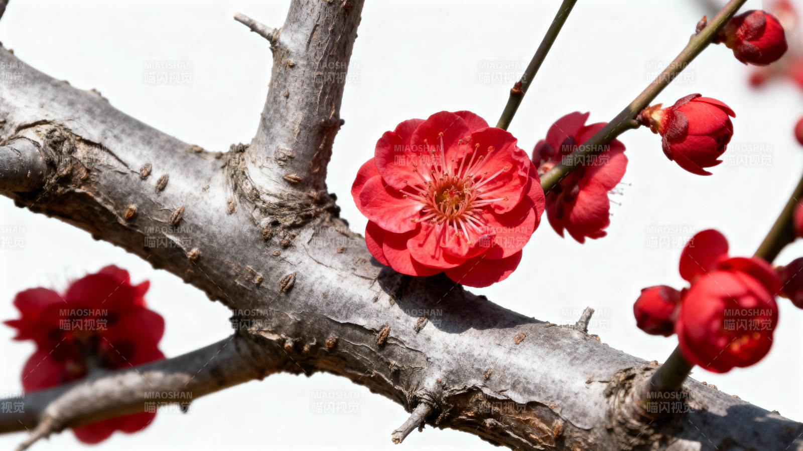 红梅绽放枝头图片