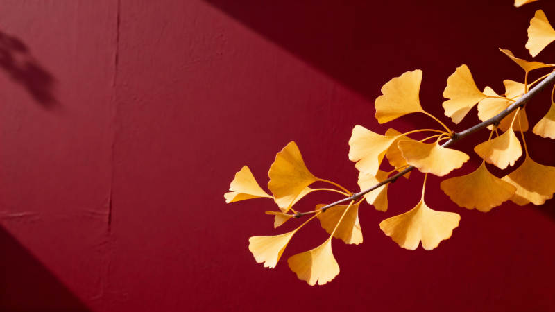 秋叶映红墙图片