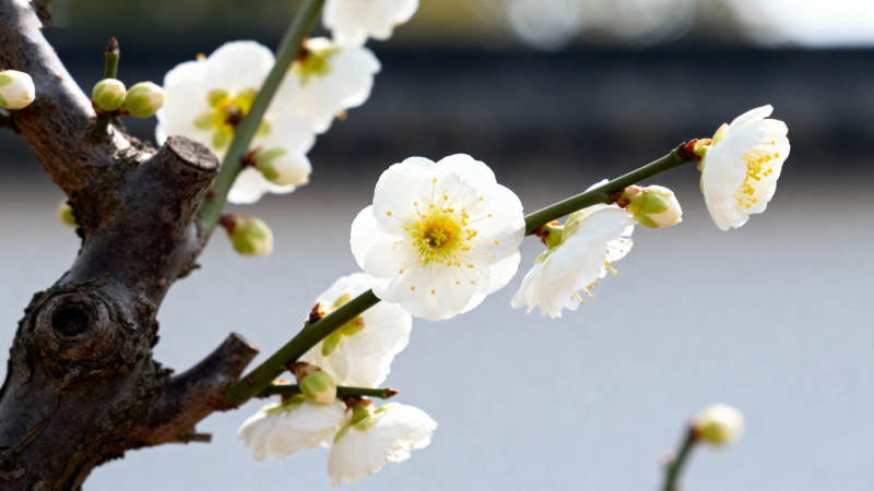 梅花绽放枝头图片