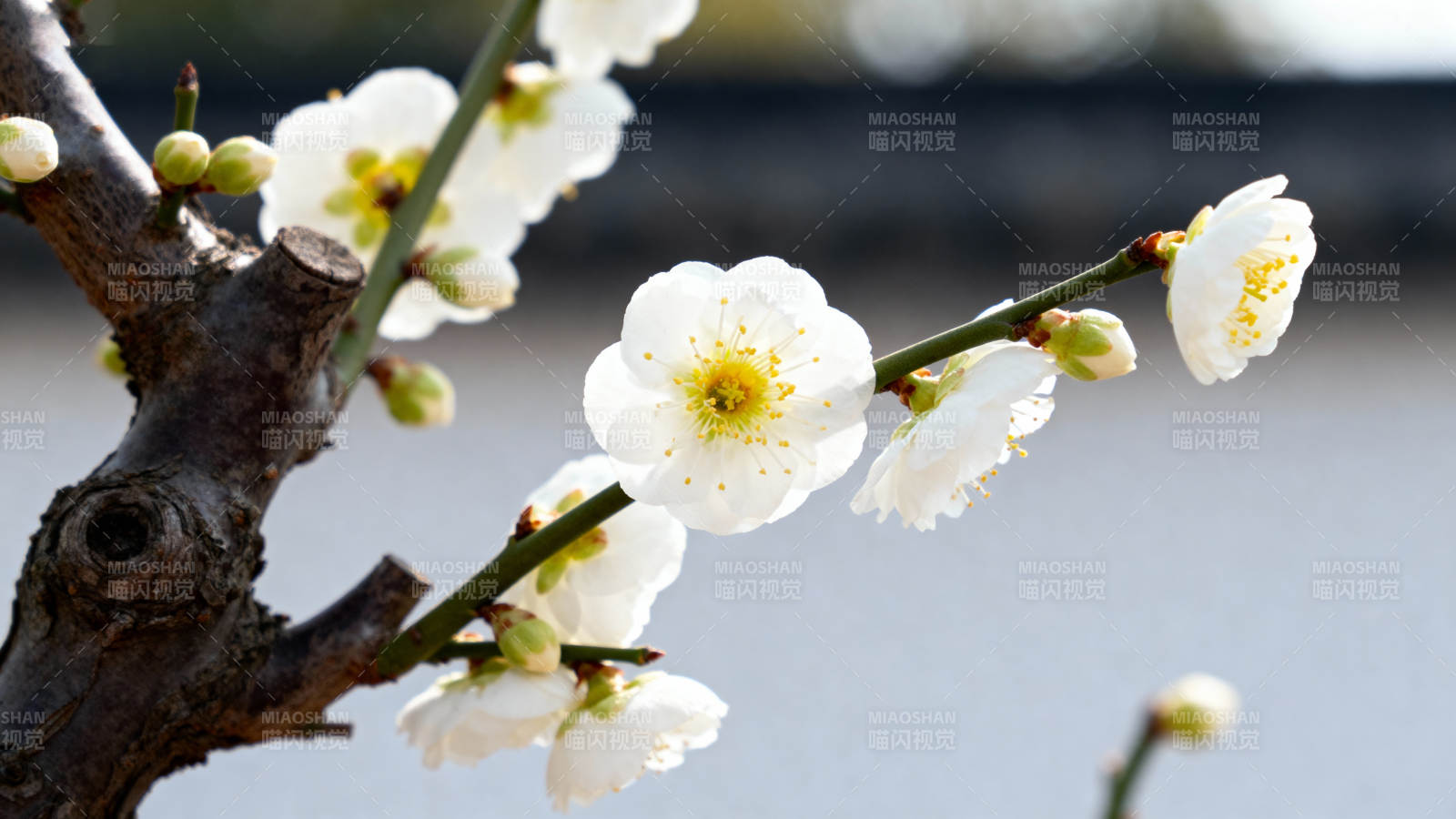 梅花绽放枝头图片
