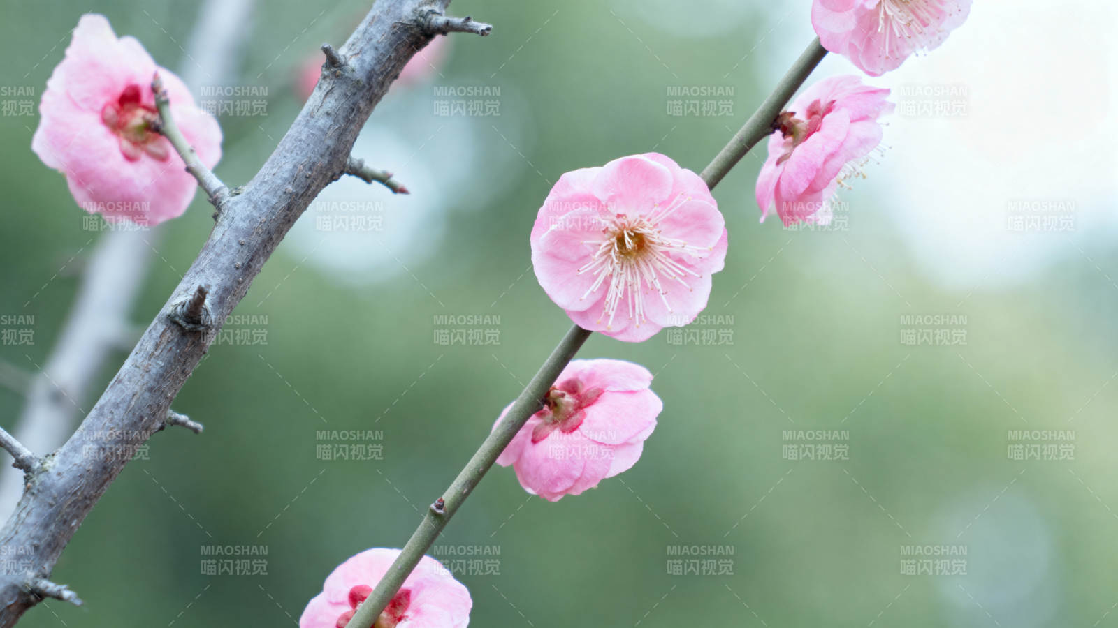 梅花绽放枝头图片