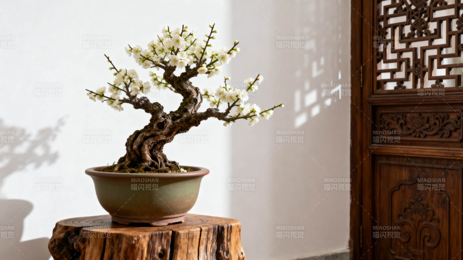 梅花盆景静雅绽放图片