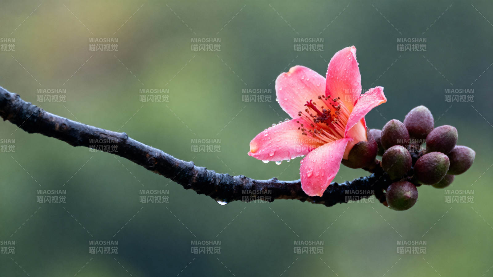 木棉绽放枝头图片