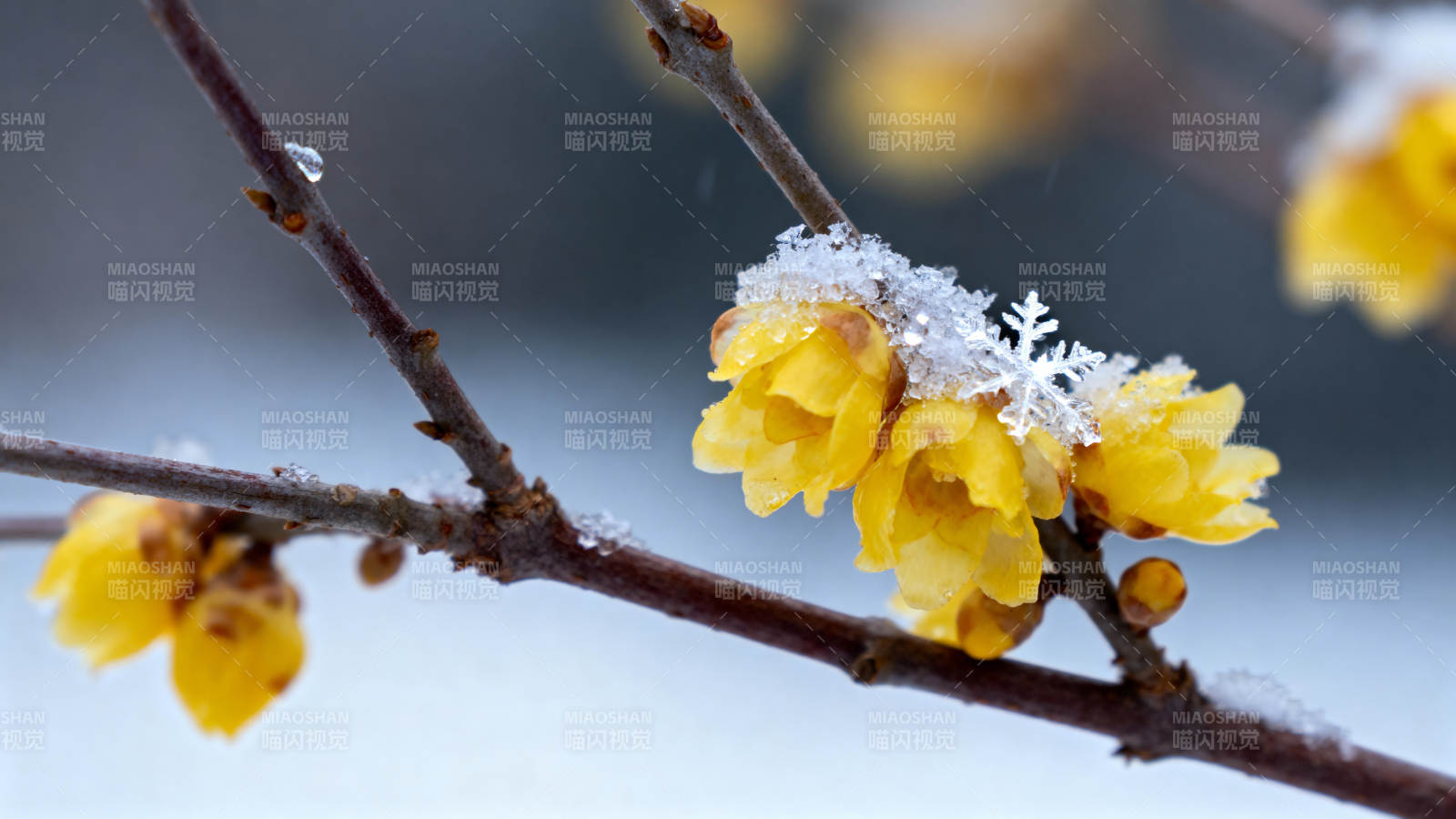 雪中绽放的蜡梅图片
