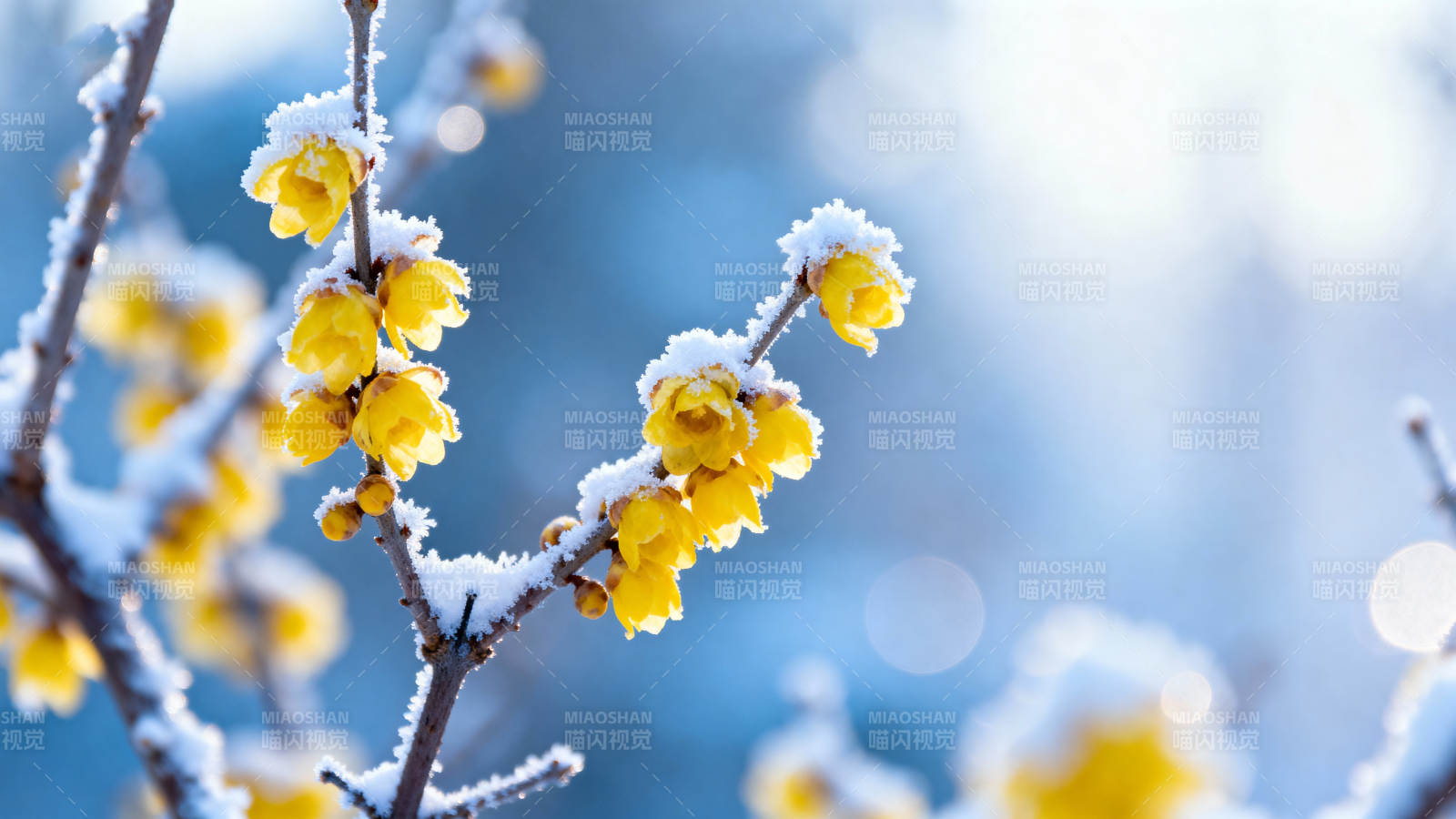 雪中绽放的蜡梅图片