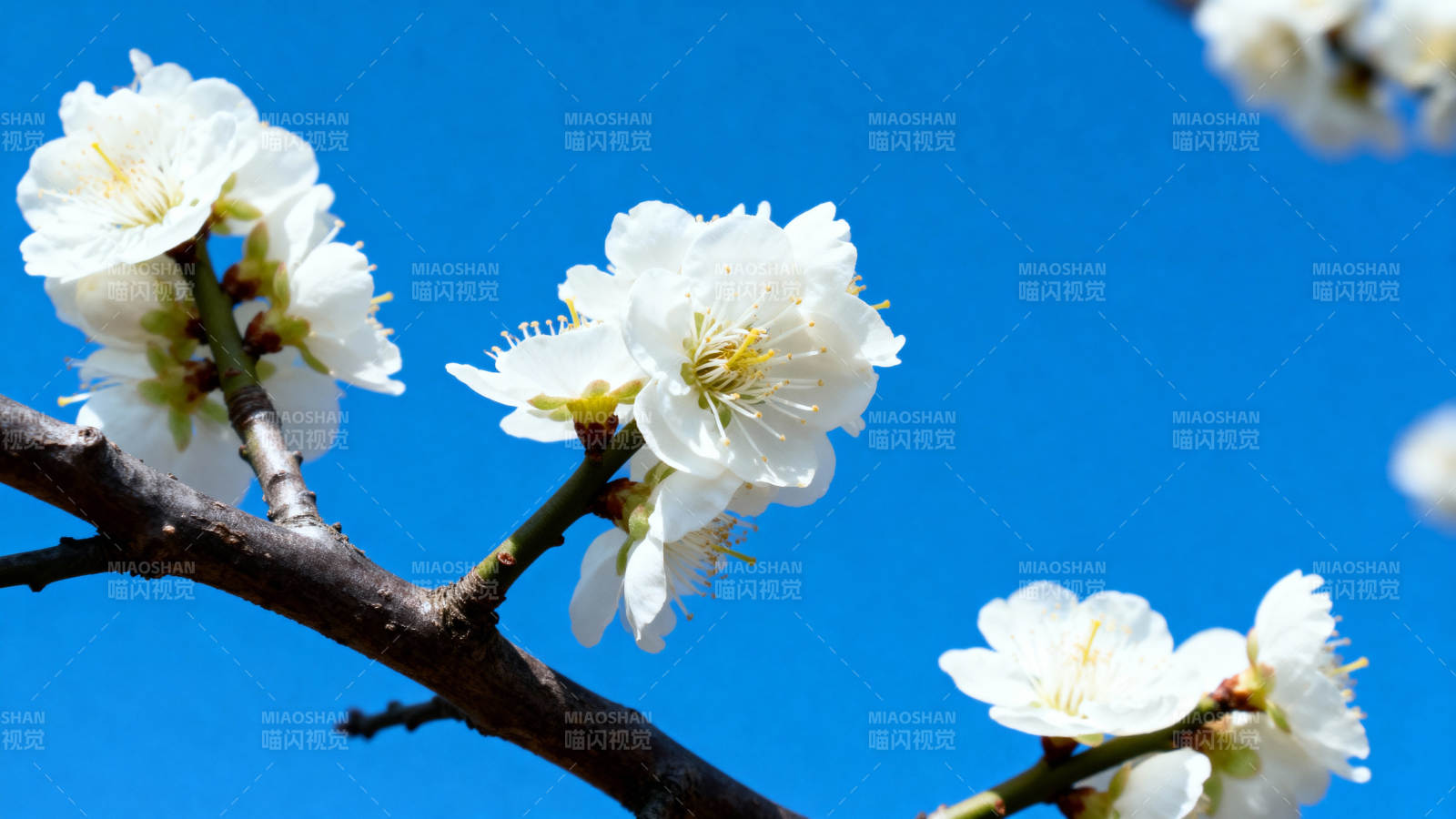 梅花绽放蓝天图片