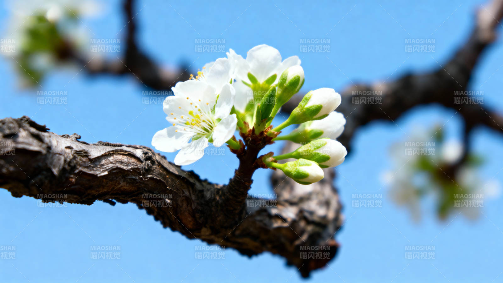 春日枝头花绽放图片