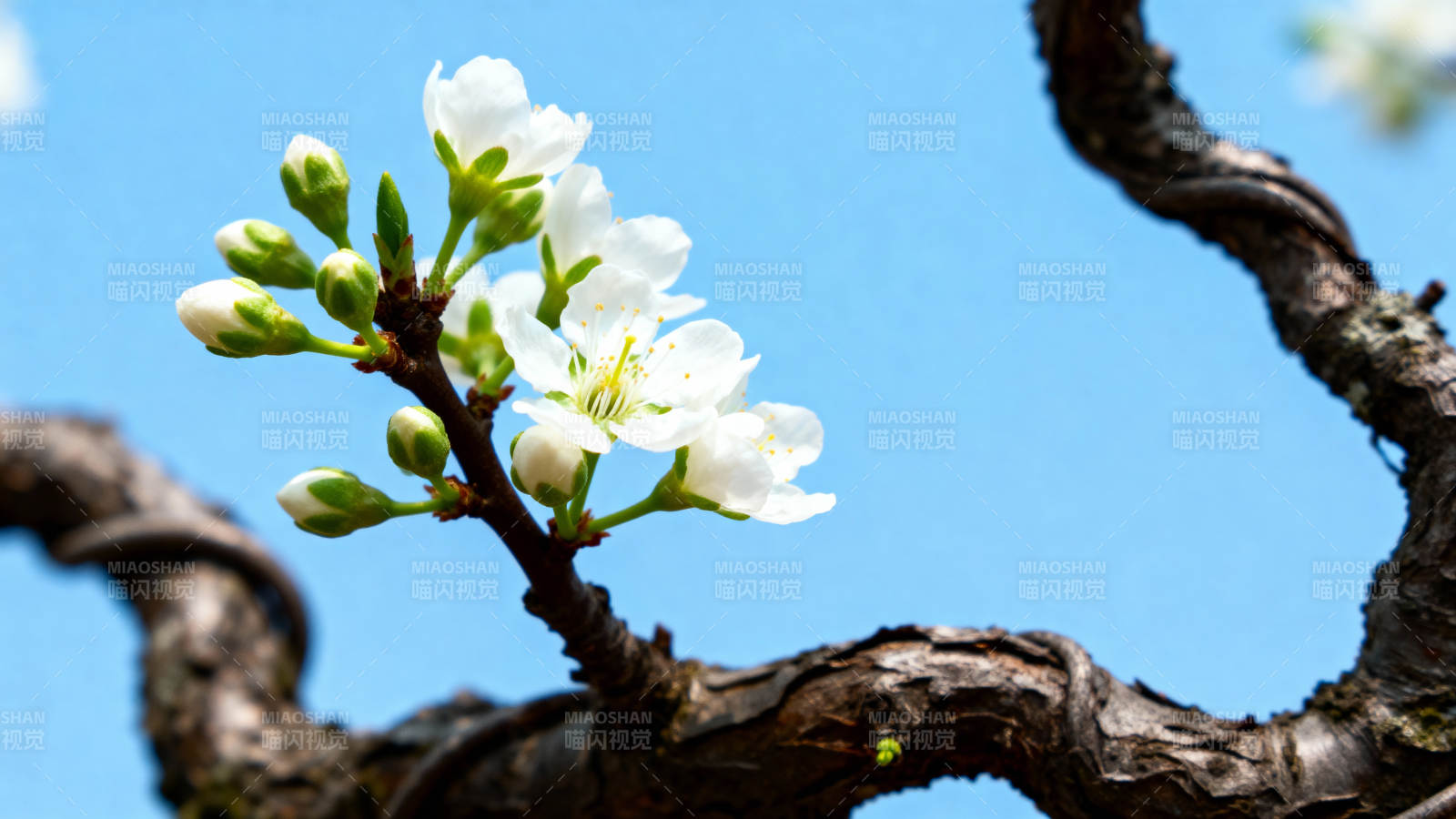 枝头绽放的白花图片