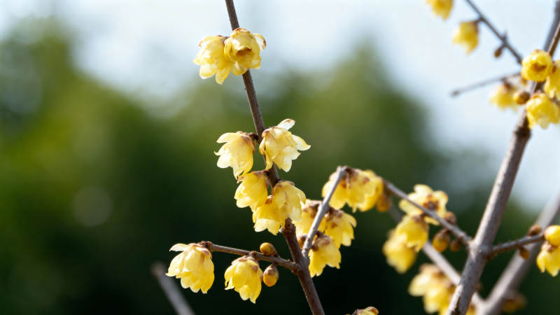 蜡梅绽放枝头图片
