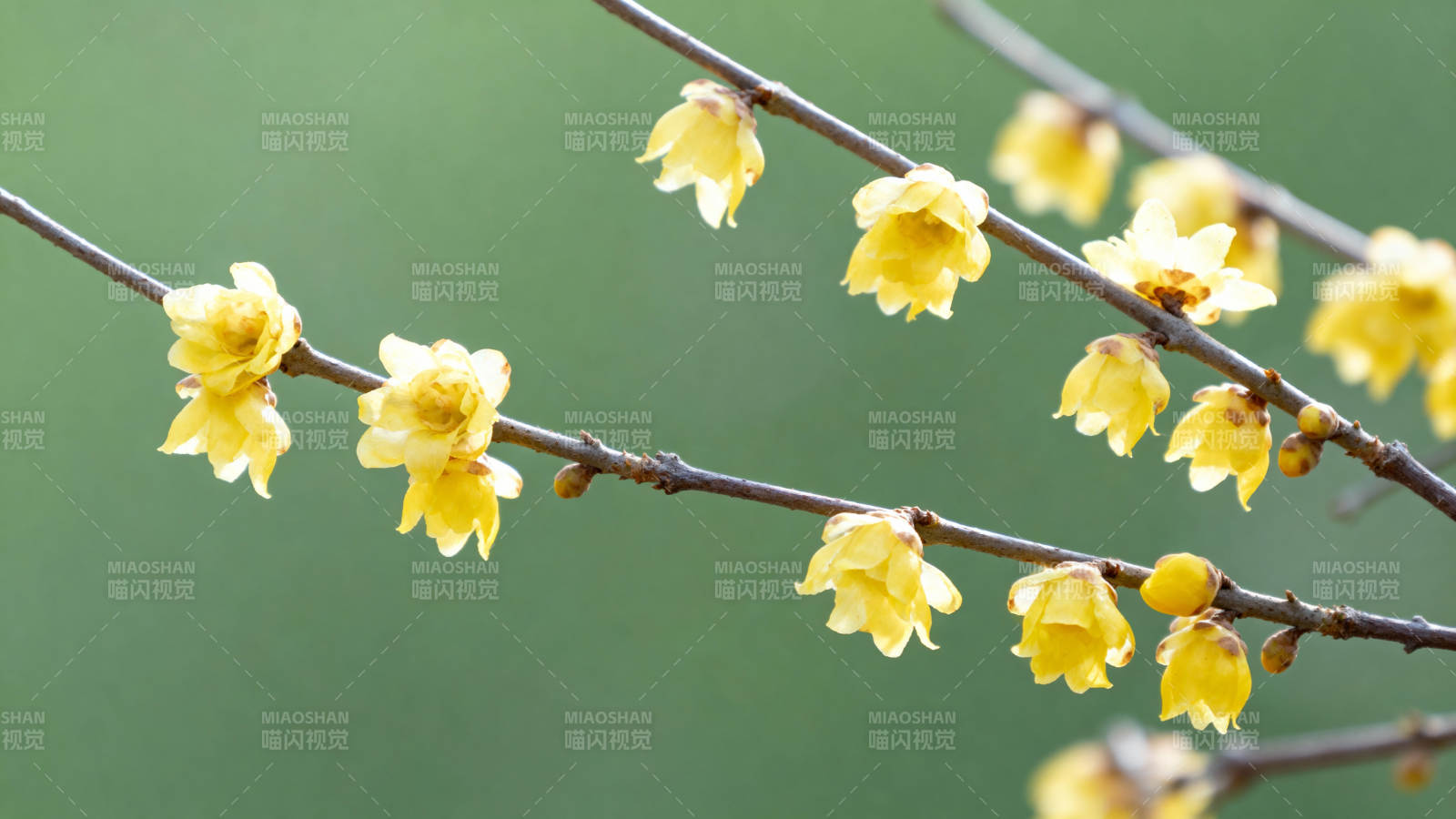 蜡梅绽放枝头图片