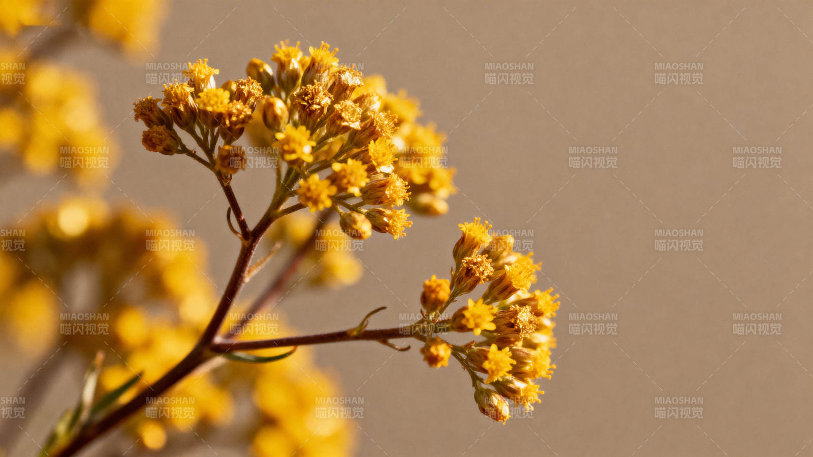 金黄小花绽放枝头图片
