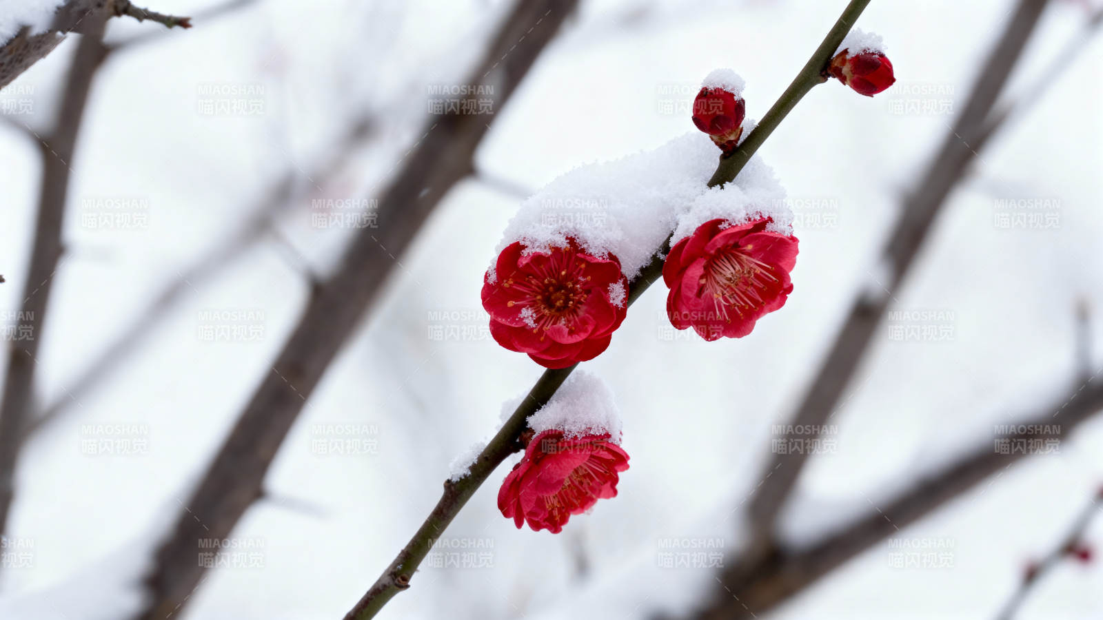 雪中红梅绽放图片