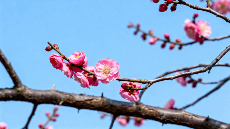 梅花绽放迎春来图片