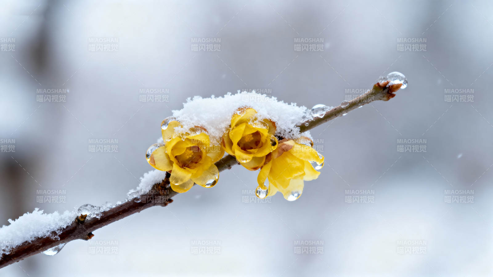 雪中绽放的黄花图片
